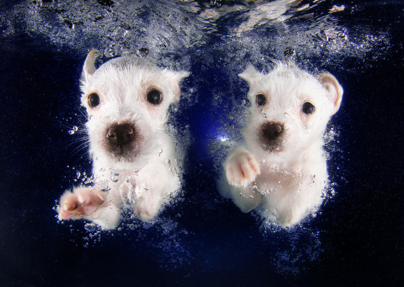 underwater puppies by seth casteel (7)