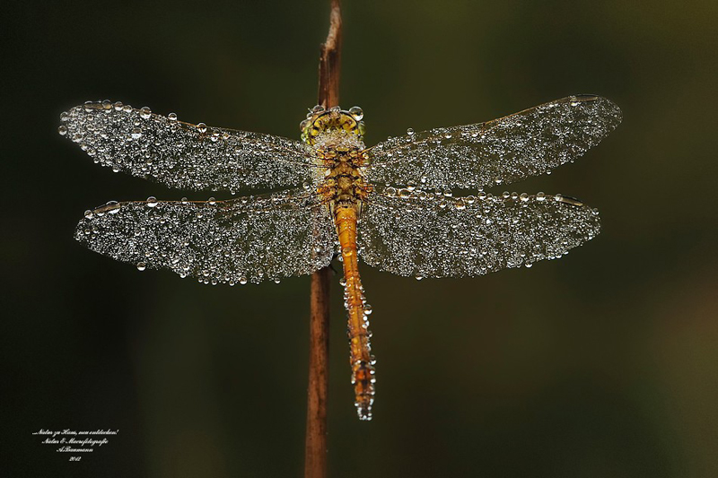 dragonfly with dew on it by andre baumann Picture of the Day: Dragon Dew