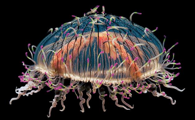 10 Amazing Facts about Jellyfish