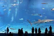 The World’s Second Largest Aquarium Tank – Kuroshio (Black Current) Sea; Okinawa, Japan