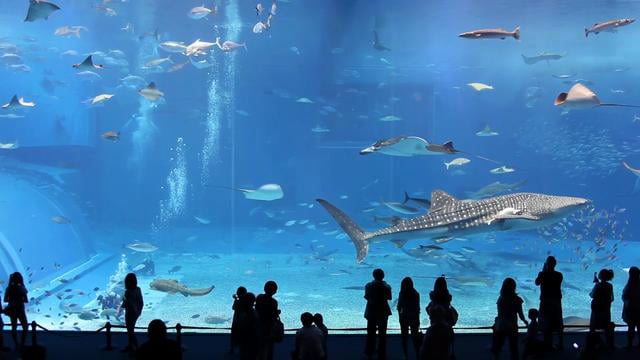 The World's Second Largest Aquarium Tank - Kuroshio (Black Current) Sea; Okinawa, Japan