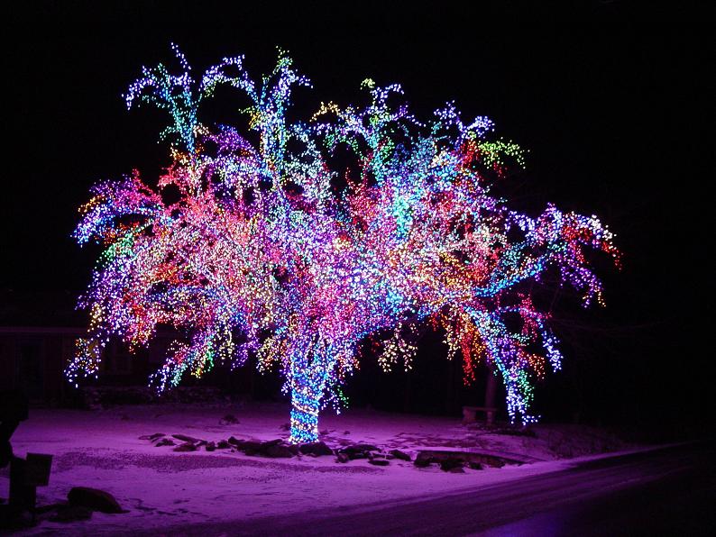 Picture of the Day - Brightest. Tree. Ever.