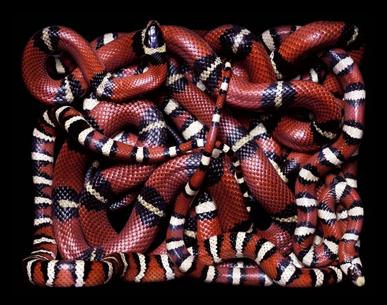 Slithery Snake Art » TwistedSifter