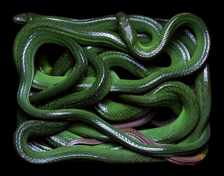 Slithery Snake Art » TwistedSifter