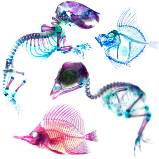 21 Specimens with Transparent Skin and Rainbow Skeletons