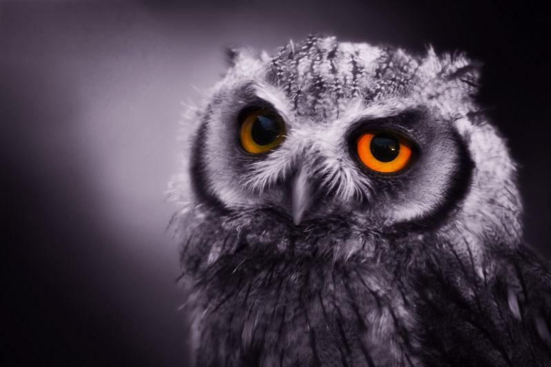 10 Awesome Facts About Owls [15 pics]