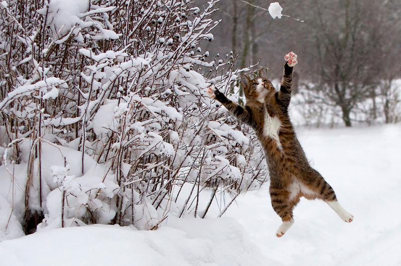 Picture of the Day Cat Loves Snow » TwistedSifter