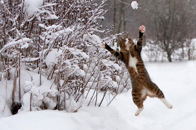 Picture of the Day: Cat Loves Snow