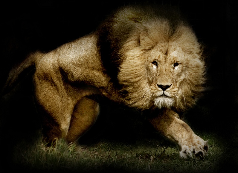 25 Magnificent Pictures of LIONS