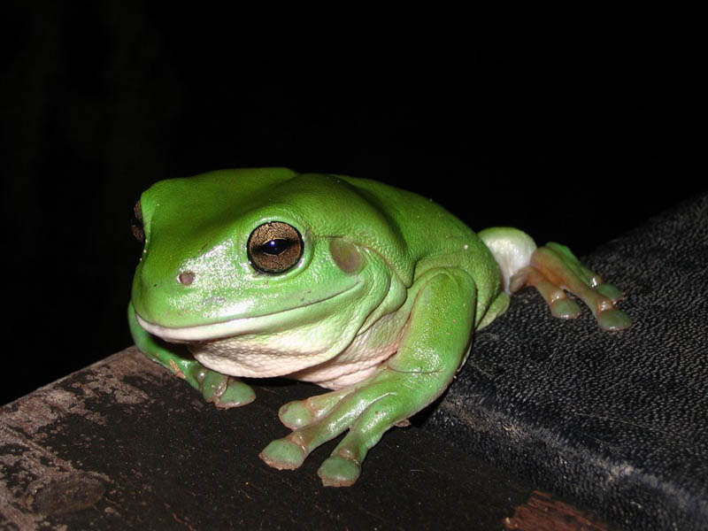 10 Reasons Frogs Are Awesome [25 Pics] » TwistedSifter