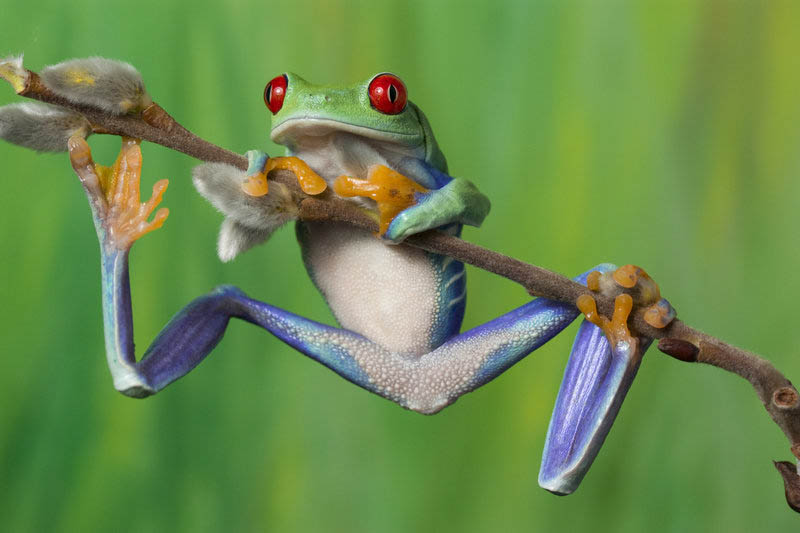 10 Reasons Frogs Are Awesome [25 Pics] » TwistedSifter
