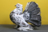 Bizarre Gallery of Grand National Champion… Pigeons!?! [30 pics]