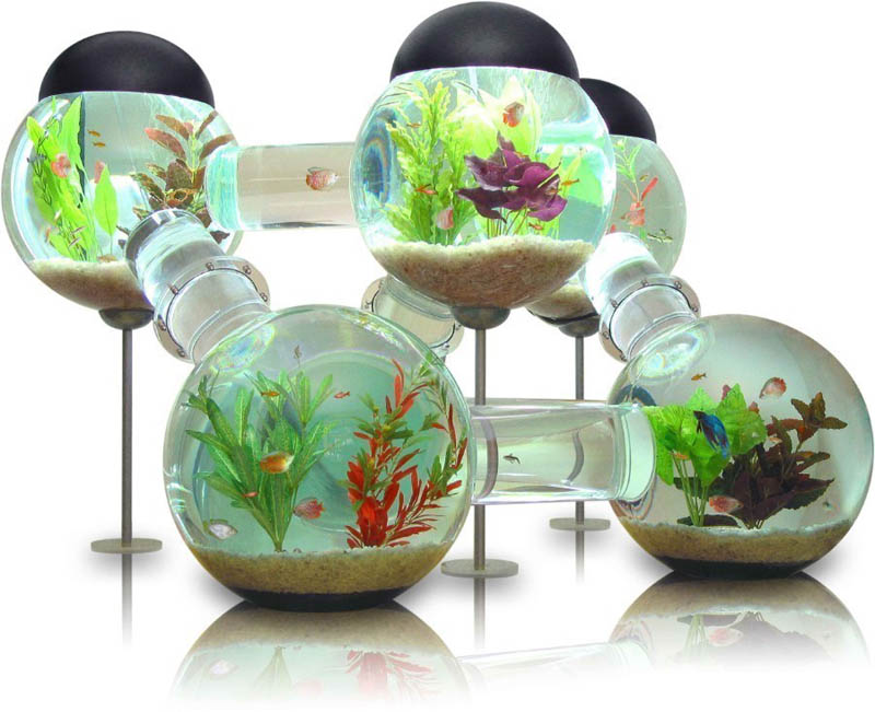 Picture of the Day: The Labyrinth Aquarium