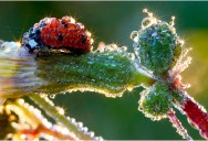 Picture of the Day: Morning Dew