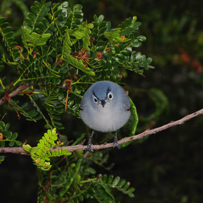 Picture of the Day: Real-Life Angry Bird