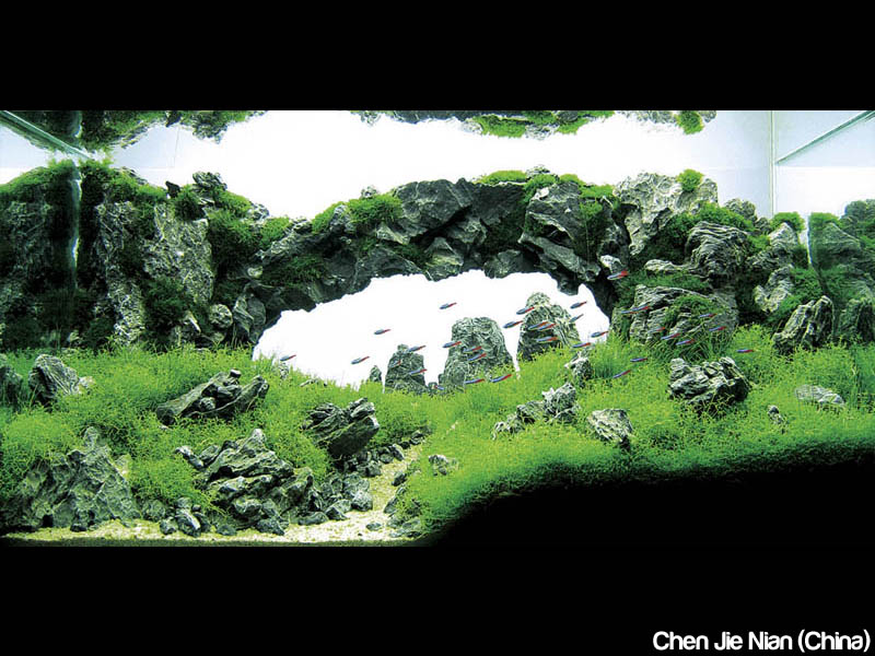 The Top 25 Ranked Freshwater Aquariums in the World TwistedSifter