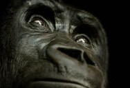 25 Remarkable Photographs of Gorillas