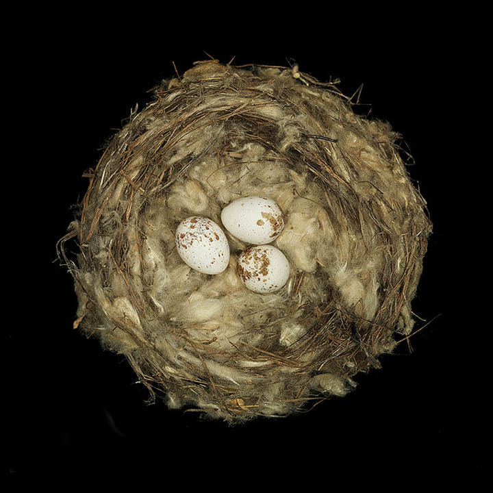 25 Stunning Photographs of Birds’ Nests » TwistedSifter
