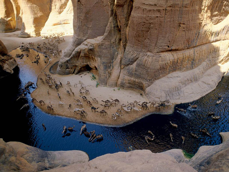 Picture of the Day: Camel Caravan at an Oasis
