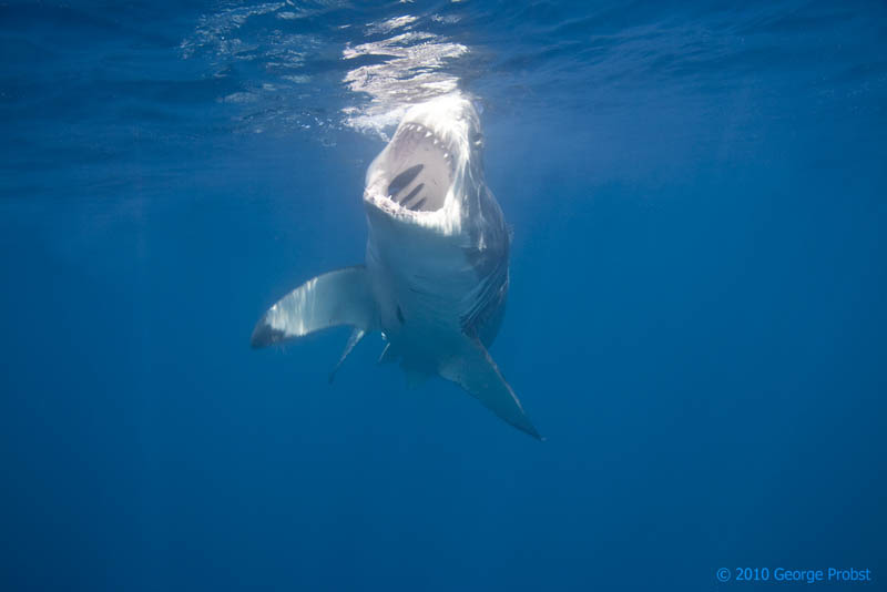 The Great White Shark: Masters of the Sea [20 pics] » TwistedSifter