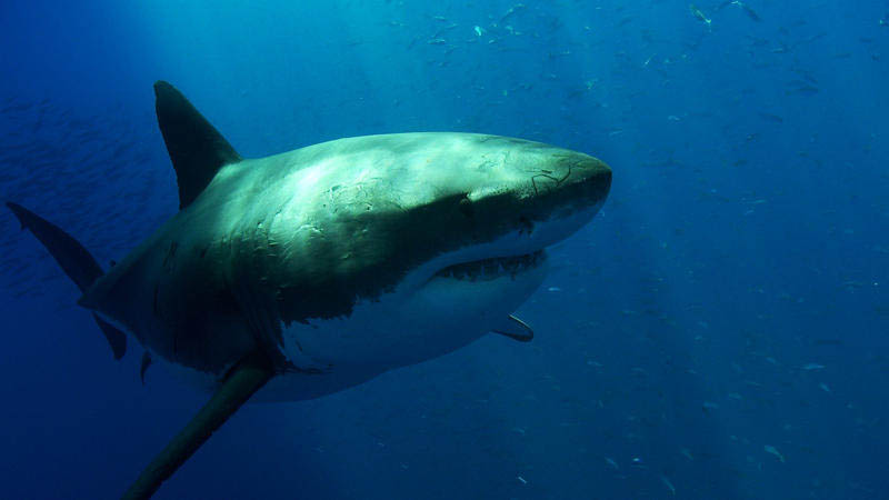 The Great White Shark: Masters of the Sea [20 pics] » TwistedSifter