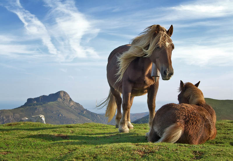 Picture of the Day: A Horse's Life