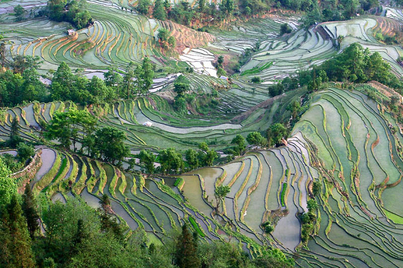 25 Unbelievable Photographs of Rice Terraces » TwistedSifter