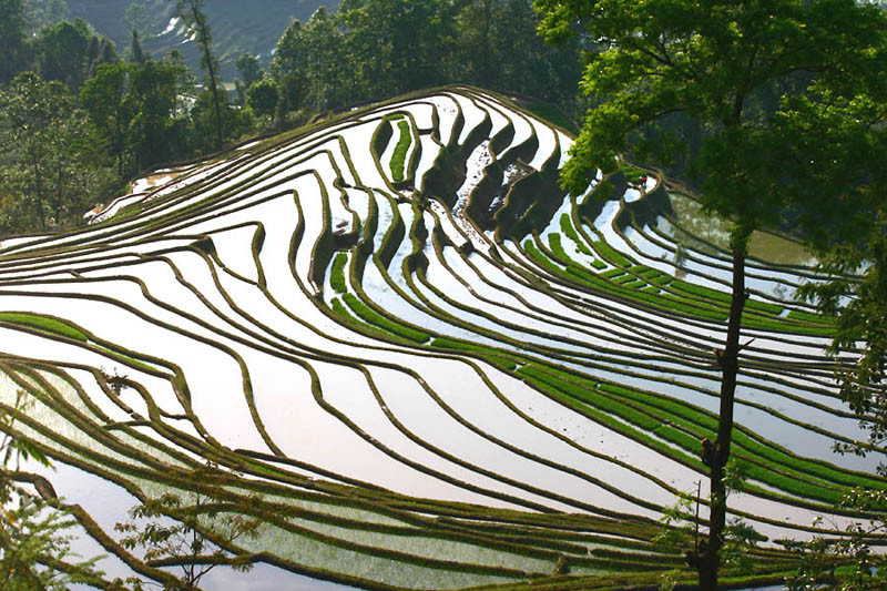 25 Unbelievable Photographs of Rice Terraces » TwistedSifter