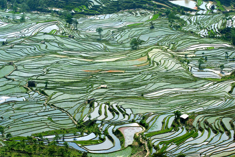 25 Unbelievable Photographs of Rice Terraces » TwistedSifter