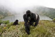 Picture of the Day: Gorillas in the Mist