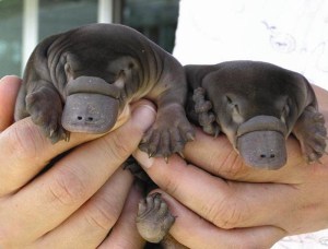 baby platypus baby platypus