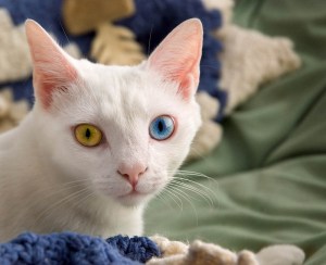 cat with two different colored eyes blue yellow cat with two different colored eyes blue yellow