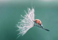 Picture of the Day: Ladybug Lands With Style