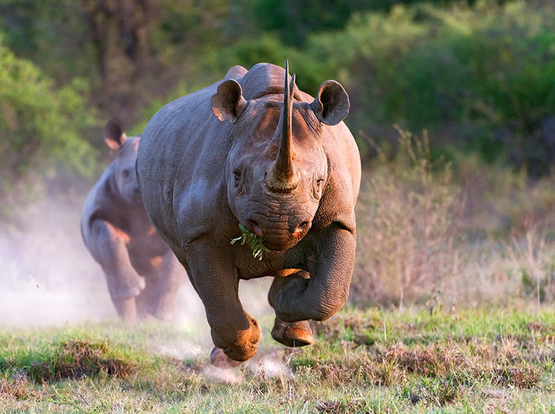 Picture of the Day: Raging Rhino!