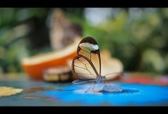 Picture of the Day: The Stunning Glasswinged Butterfly
