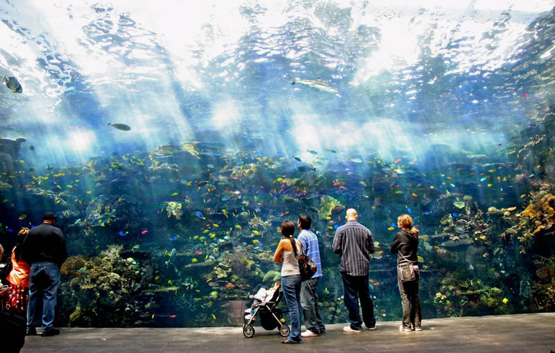 The World's Largest Aquarium [25 pics] » TwistedSifter