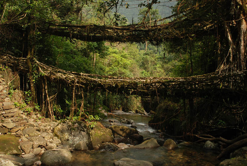 Picture of the Day: Living Root Bridges of Meghalaya, India