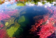 The River of Five Colors: Cano Cristales, Colombia