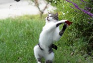 Picture of the Day: Dexter Throws a Mouse