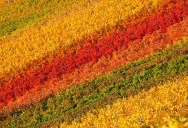 Picture of the Day: Colorful Vineyards of Chianti Classico in Tuscany