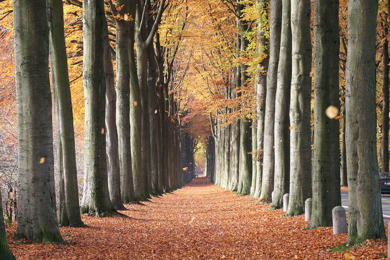 Picture of the Day: European Beech Trees of Mariemont, Belgium