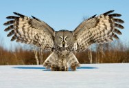 Picture of the Day: The Great Grey Owl