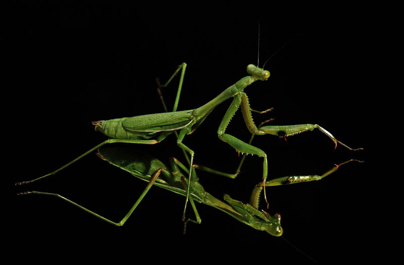 The Incredible Praying Mantis [25 pics] » TwistedSifter