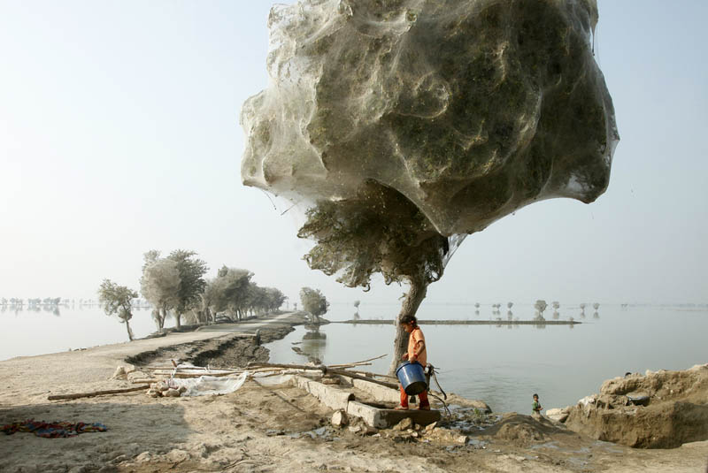 Trees Turned Into Giant Spider Webs From Flooding
