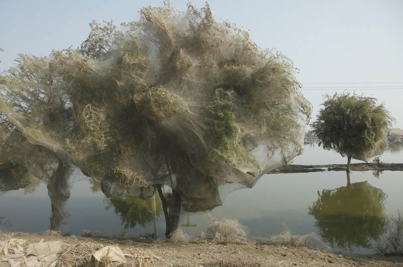 Trees Turned Into Giant Spider s From Flooding » TwistedSifter