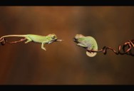 Picture of the Day: Baby Chameleons Branching Out