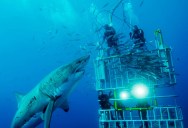 Picture of the Day: The Mighty Great White Shark