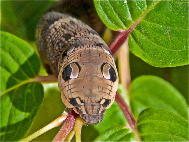 The Amazing Caterpillar That Looks Like a Snake » TwistedSifter