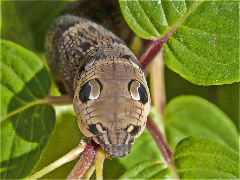 The Amazing Caterpillar That Looks Like a Snake