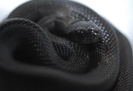 10 Incredible Melanistic (All Black) Animals